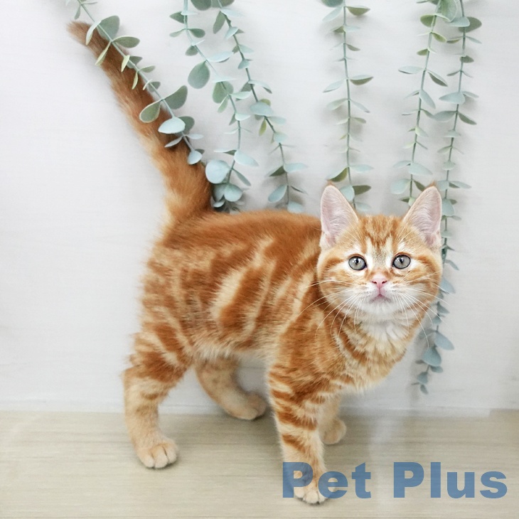 アメリカンショートヘア