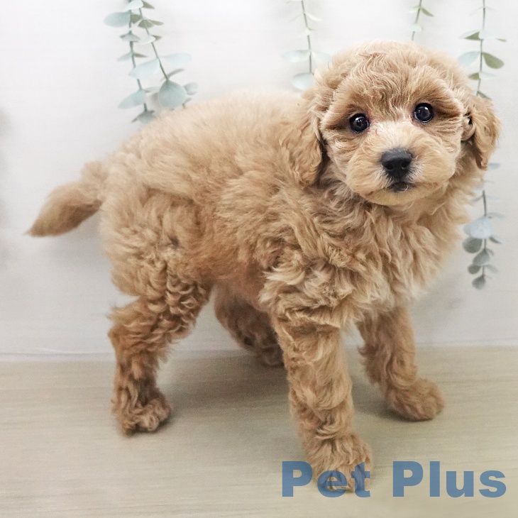 トイ・プードル