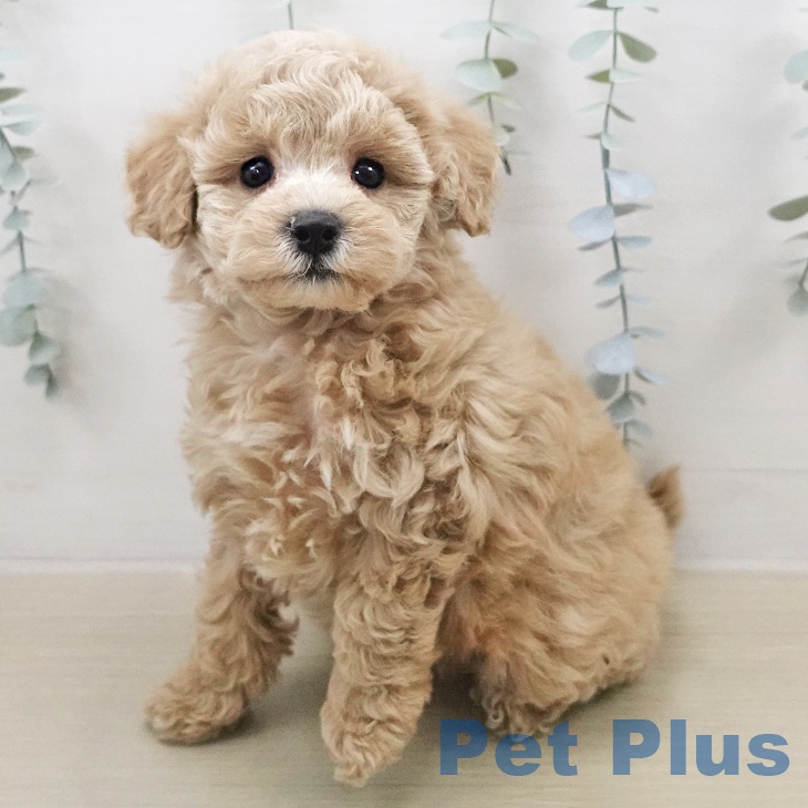 トイ・プードル