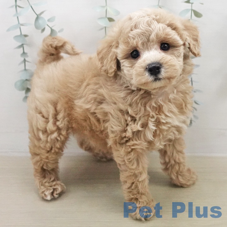 トイ・プードルの写真2