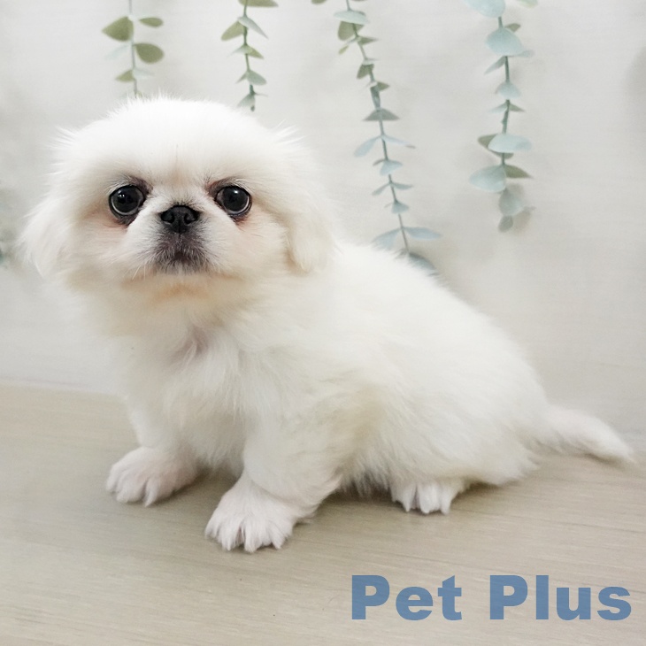 ペキニーズの写真2