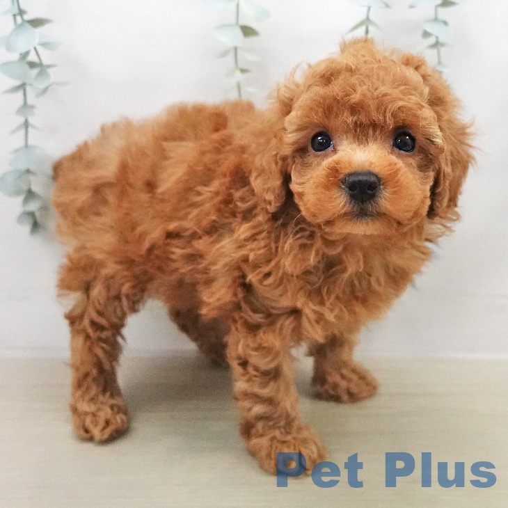 トイ・プードルの写真2