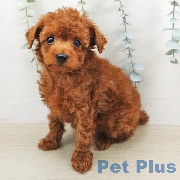 トイ・プードル