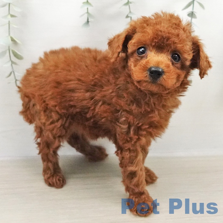 トイ・プードルの写真2