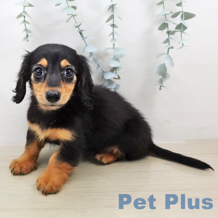 カニーンヘン・ダックスフンド