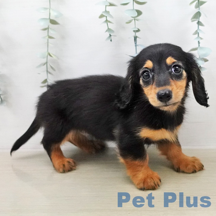 カニーンヘン・ダックスフンド