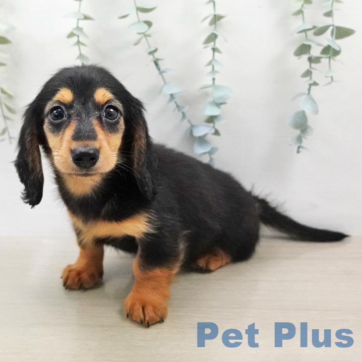 カニーンヘン・ダックスフンド