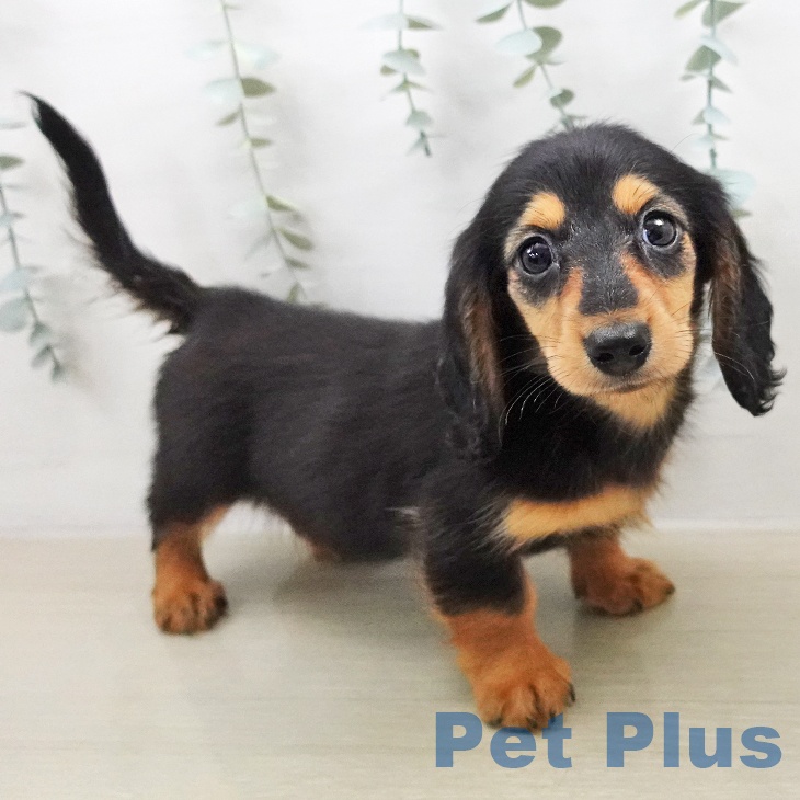 カニーンヘン・ダックスフンドの写真2