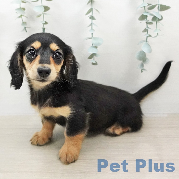 カニーンヘン・ダックスフンド