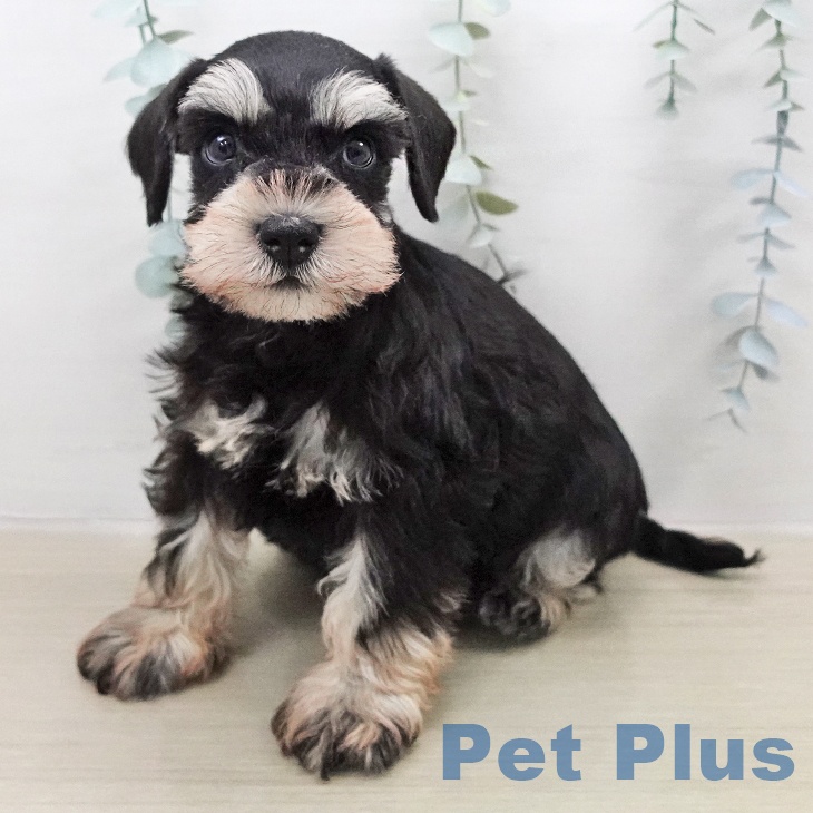 ミニチュア・シュナウザー