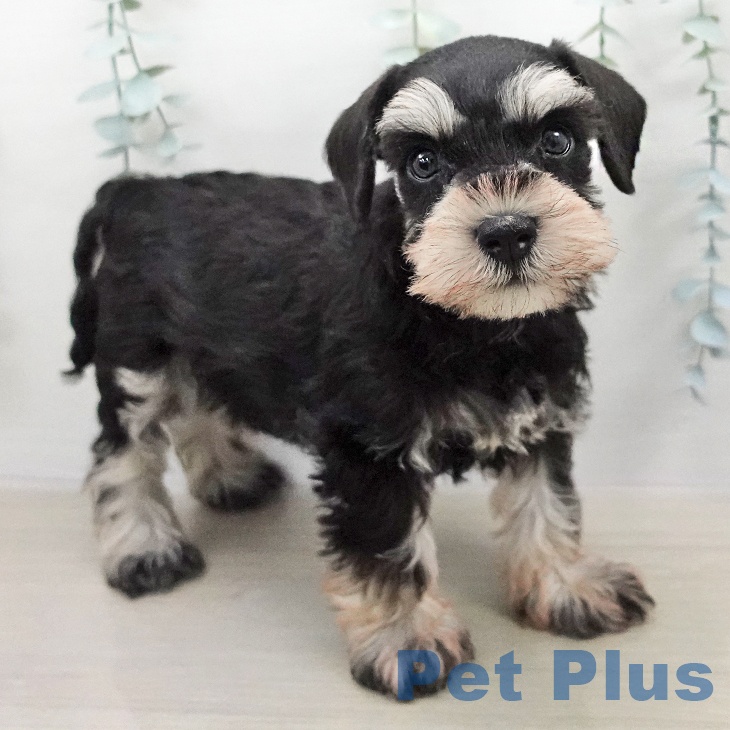 ミニチュア・シュナウザーの写真2