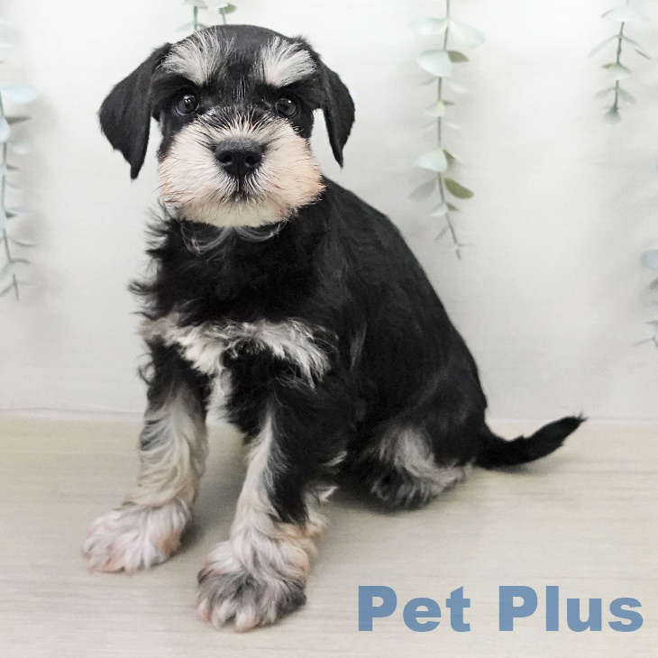 ミニチュア・シュナウザー