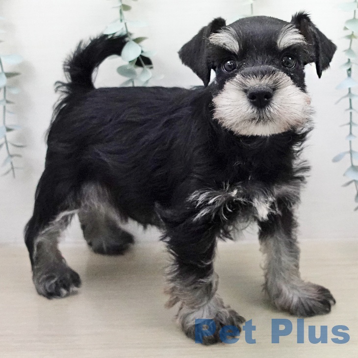 ミニチュア・シュナウザー