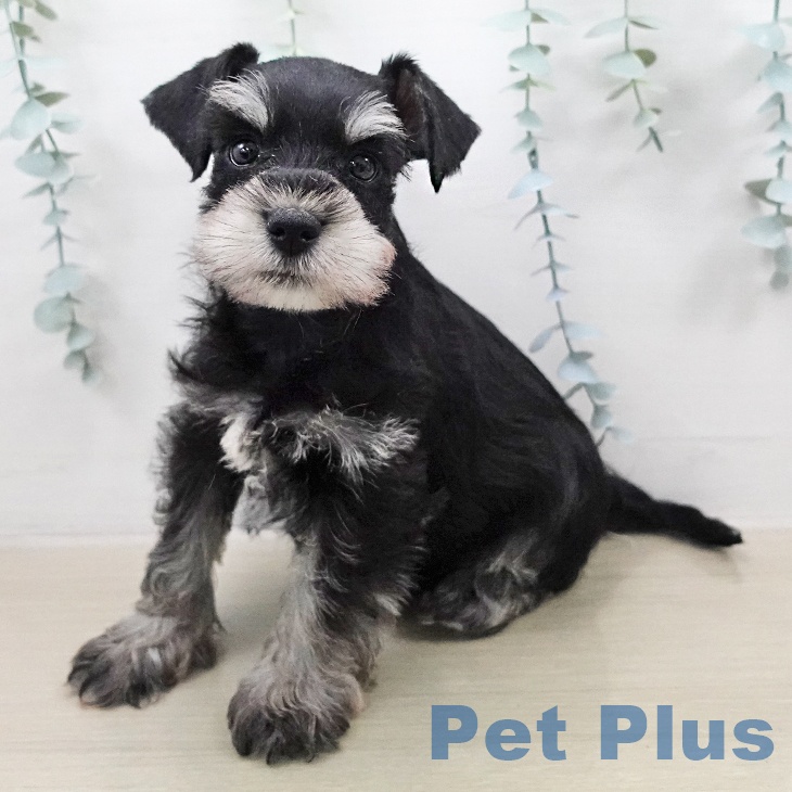 ミニチュア・シュナウザーの写真2