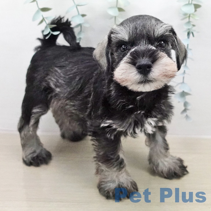 ミニチュア・シュナウザーの写真2