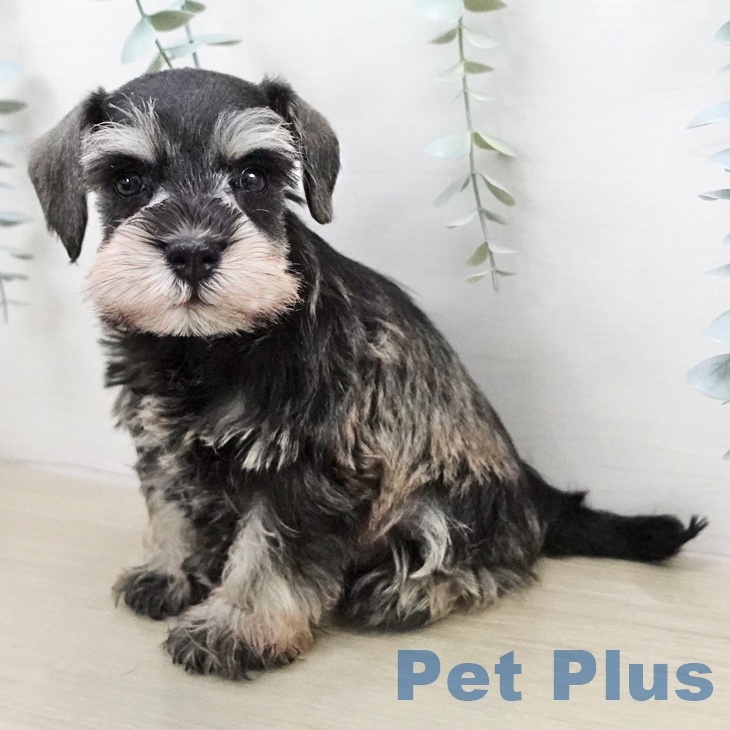 ミニチュア・シュナウザーの写真2