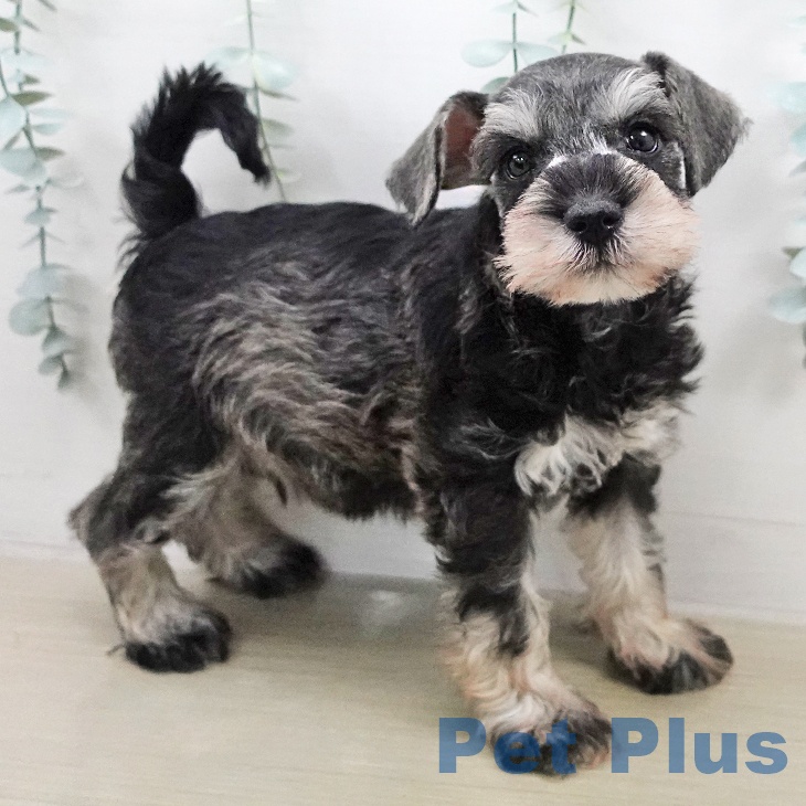 ミニチュア・シュナウザー