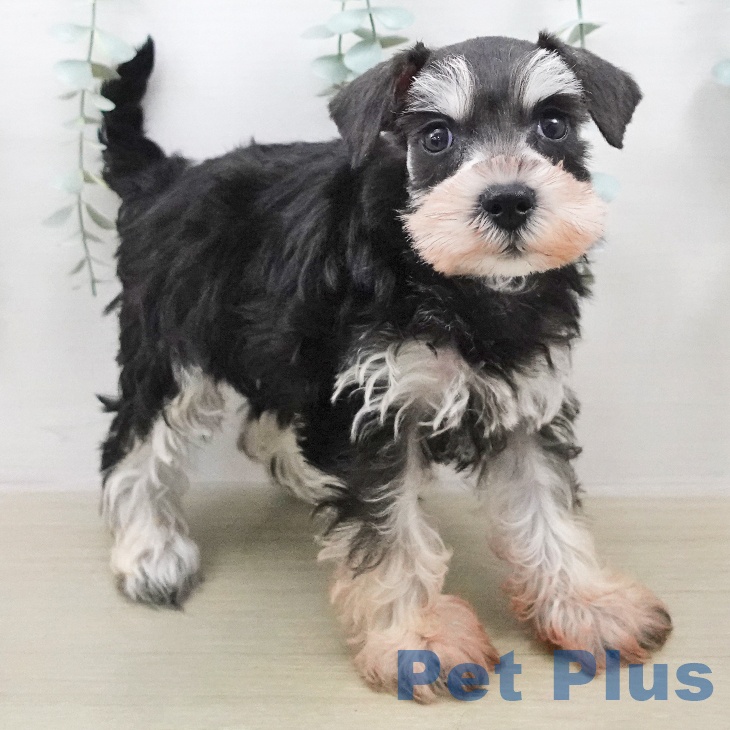 ミニチュア・シュナウザー