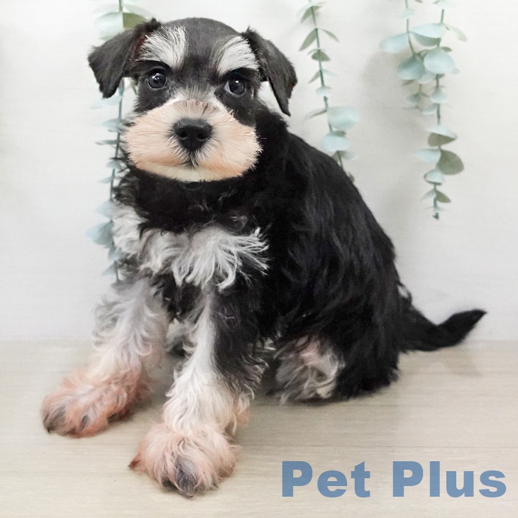 ミニチュア・シュナウザーの写真2