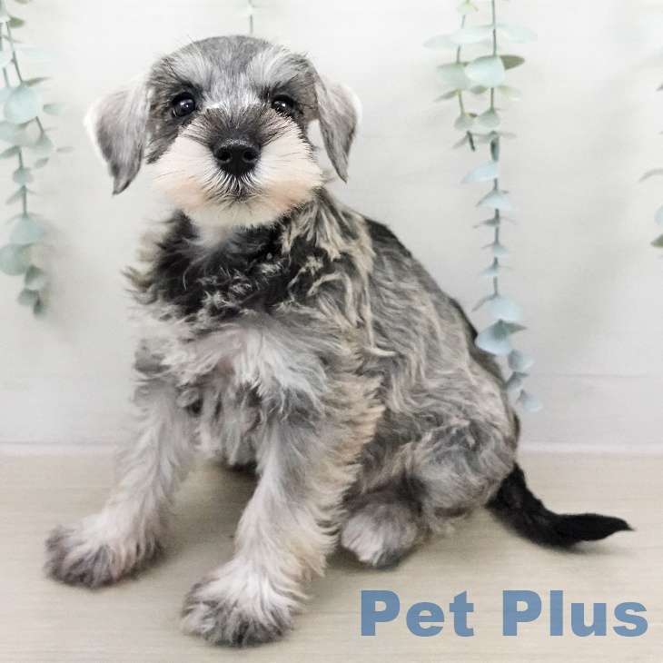 ミニチュア・シュナウザー