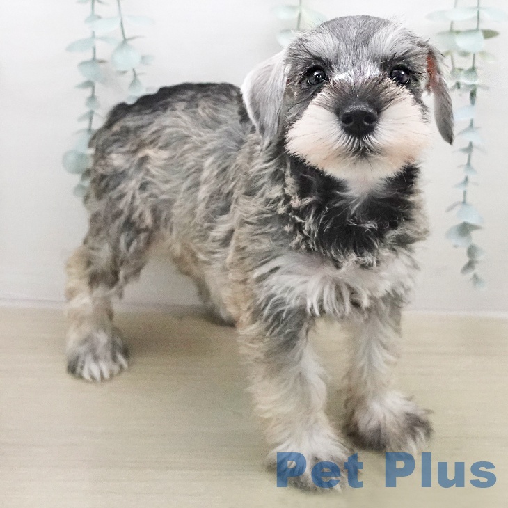 ミニチュア・シュナウザーの写真2