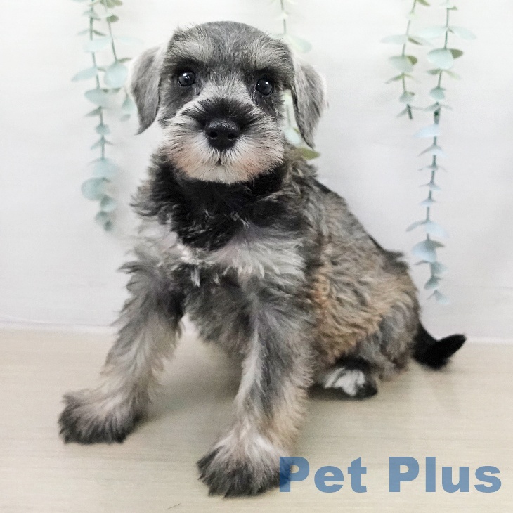 ミニチュア・シュナウザー