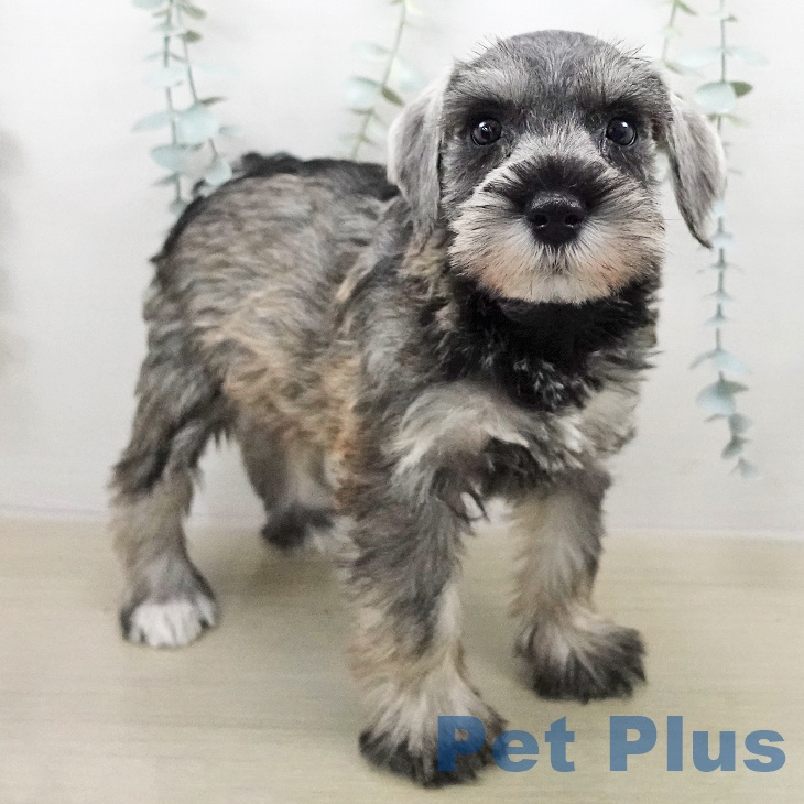 ミニチュア・シュナウザーの写真2