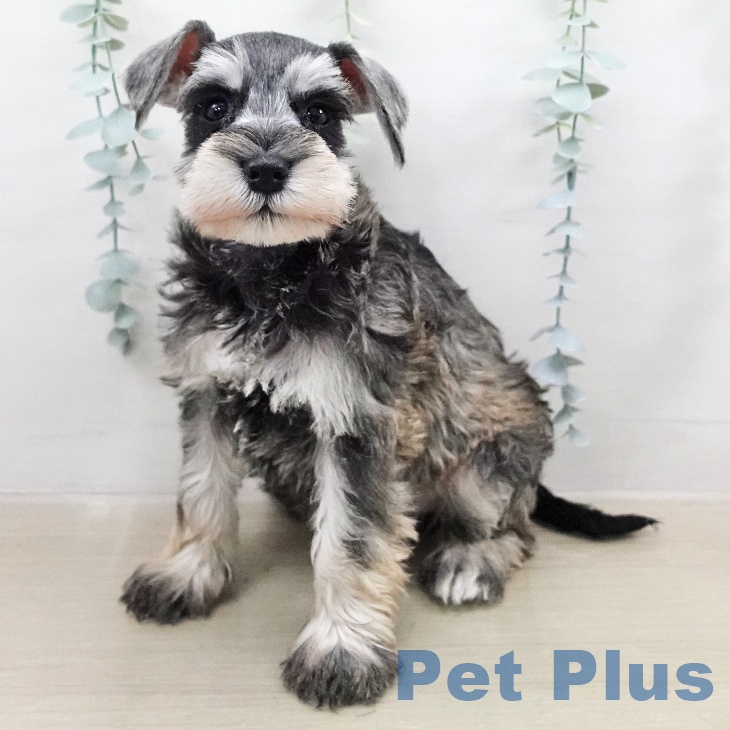 ミニチュア・シュナウザー