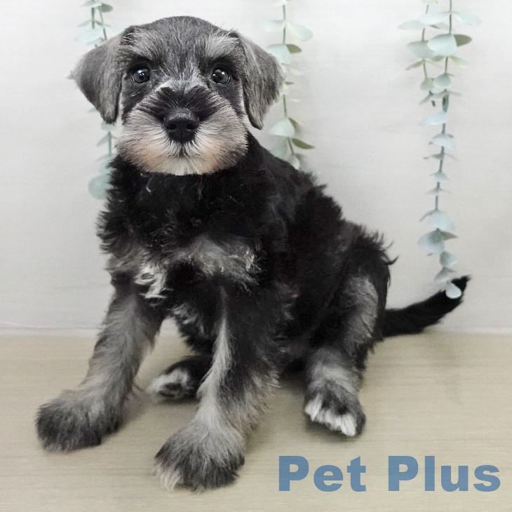 ミニチュア・シュナウザー