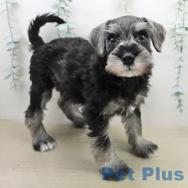 ミニチュア・シュナウザーの写真2