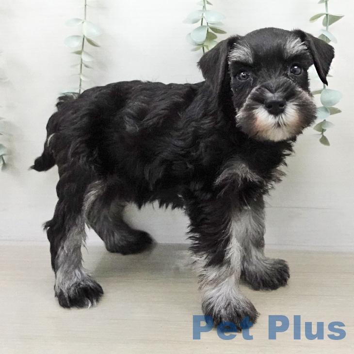 ミニチュア・シュナウザーの写真2