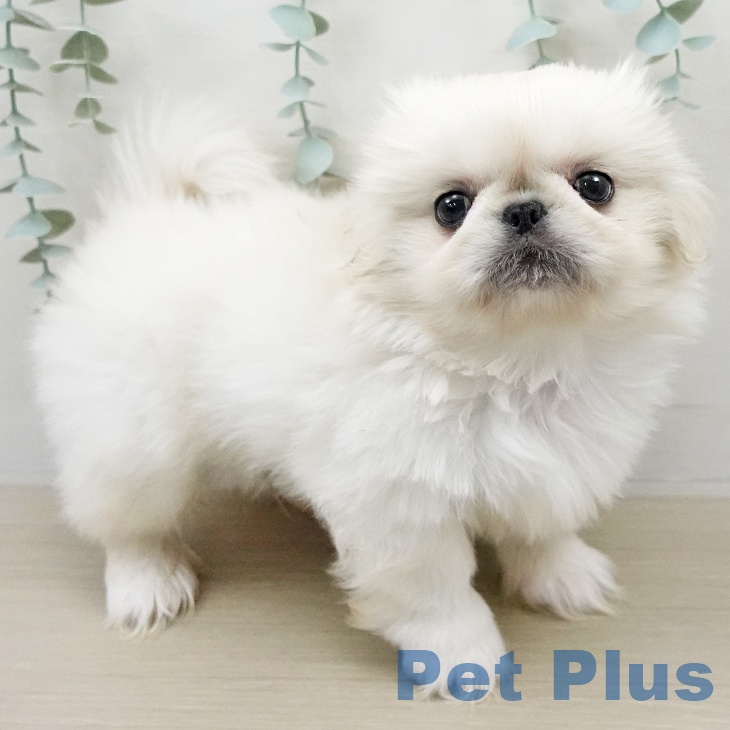 ペキニーズの写真2