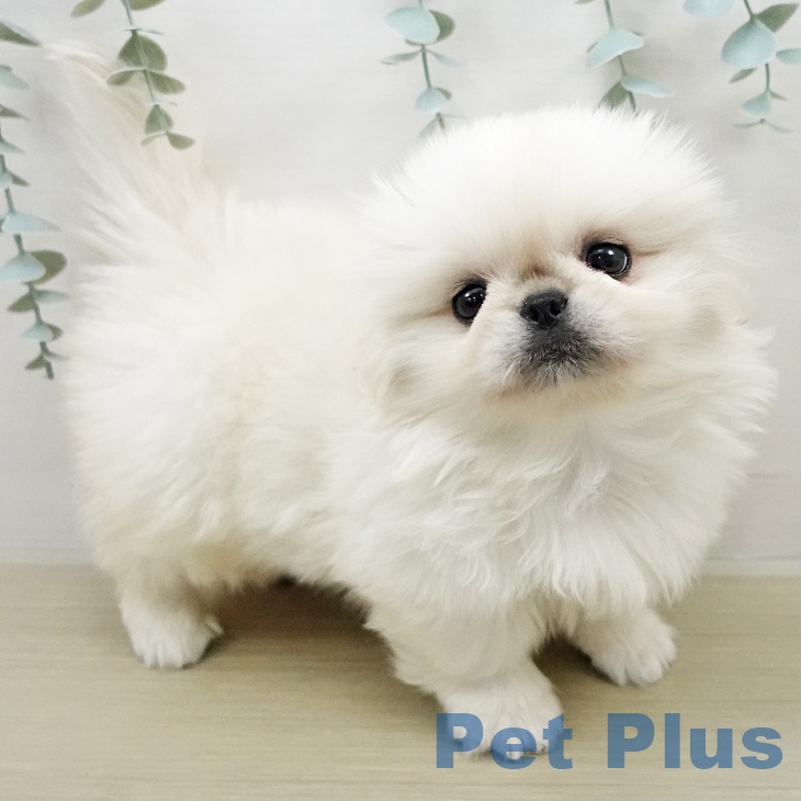 ペキニーズの写真2