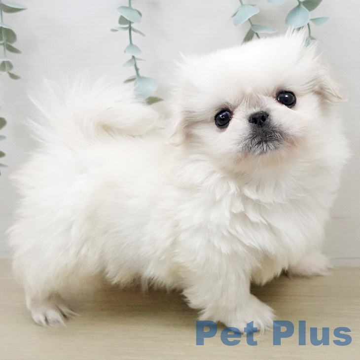 ペキニーズの写真2