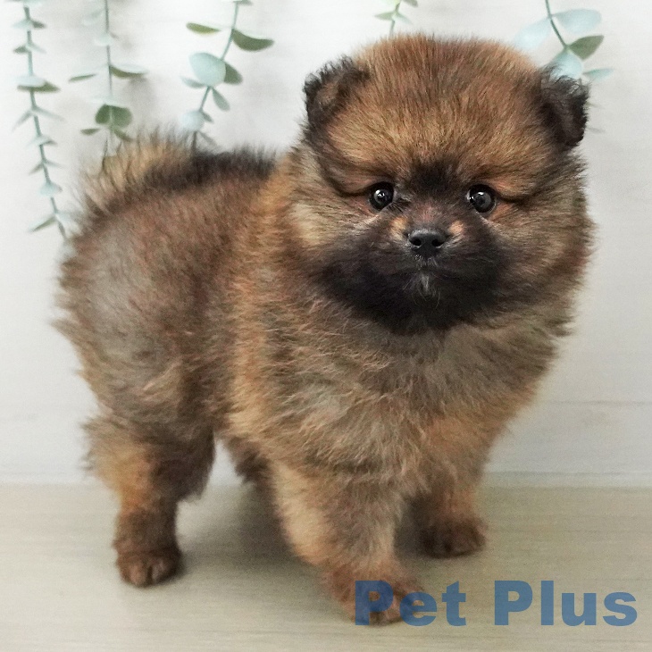 ポメラニアンの写真2