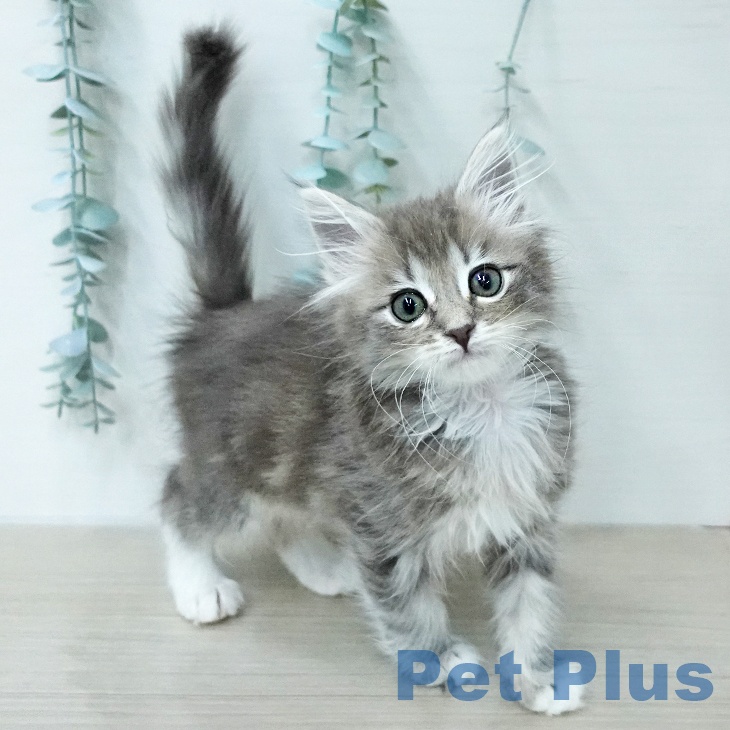 ノルウェージャンフォレストキャットの写真2
