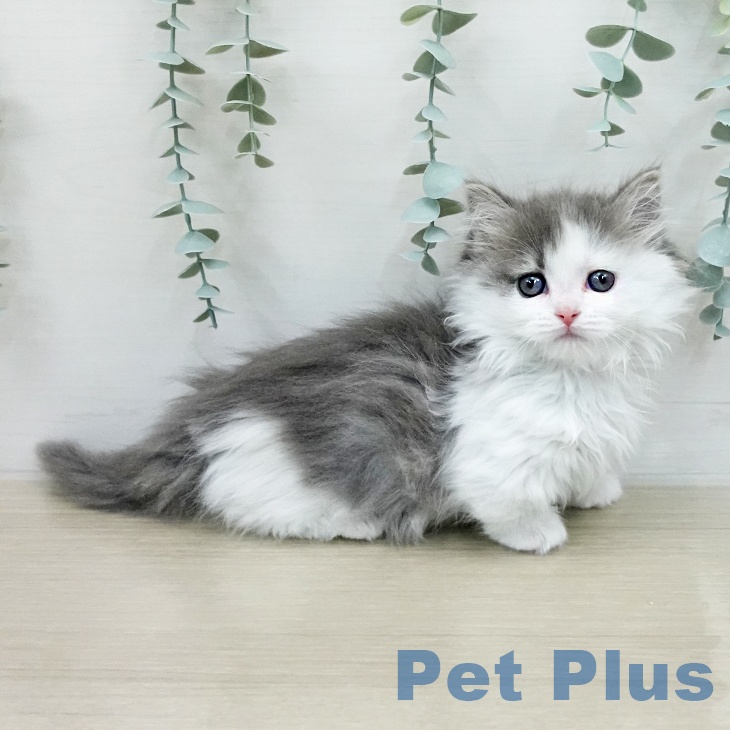 マンチカンの写真2