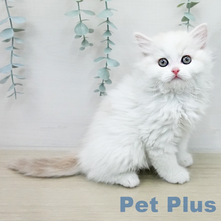 スコティッシュフォールド