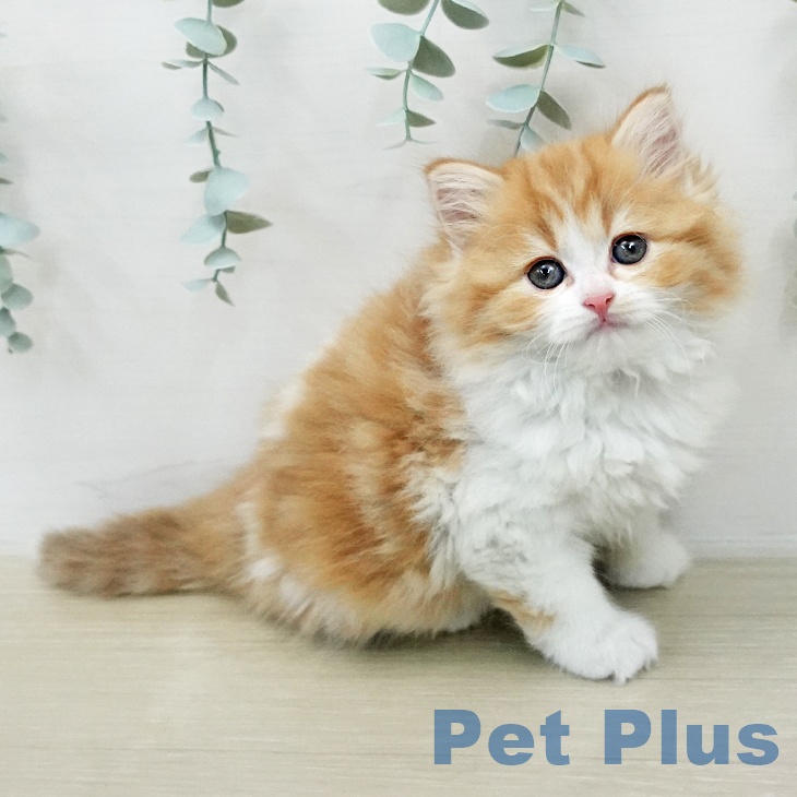 スコティッシュフォールド