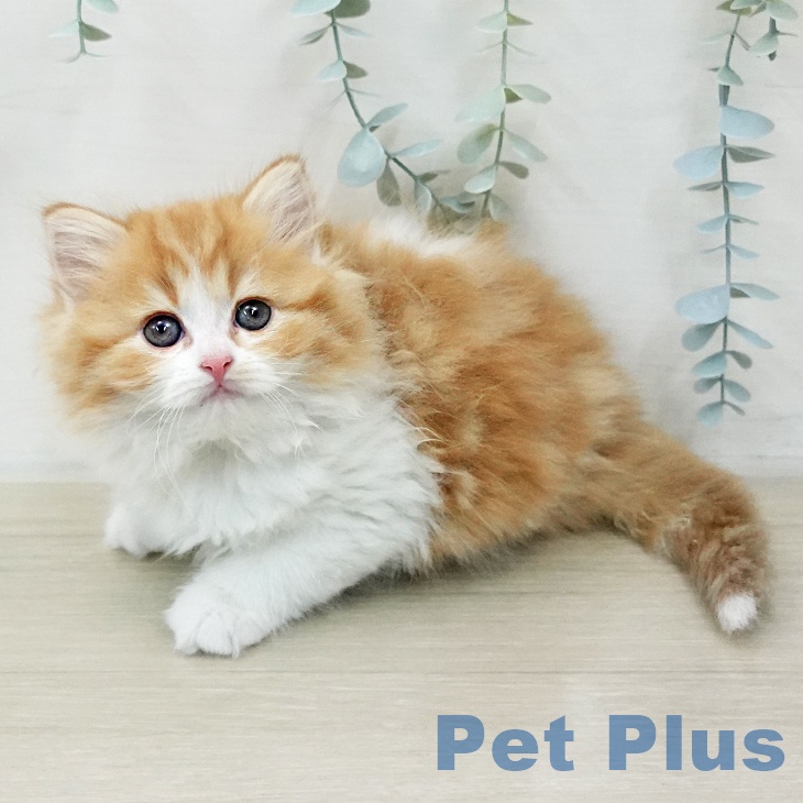 スコティッシュフォールド