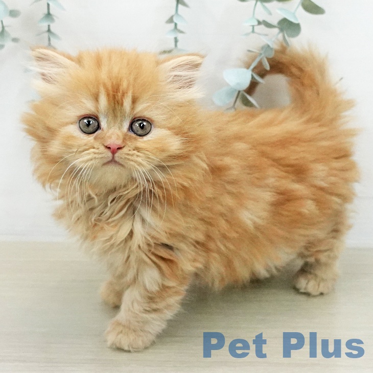 スコティッシュフォールドの写真2