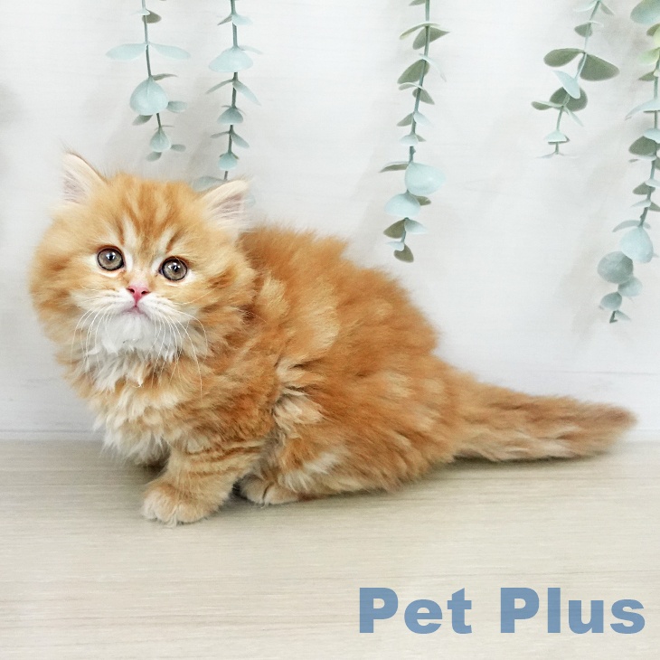 スコティッシュフォールド