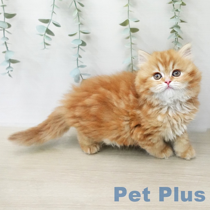 スコティッシュフォールド