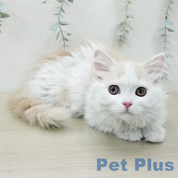 マンチカンの写真2