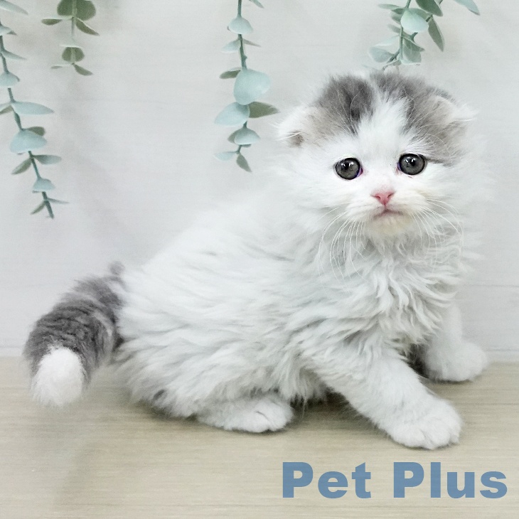 スコティッシュフォールドの写真2