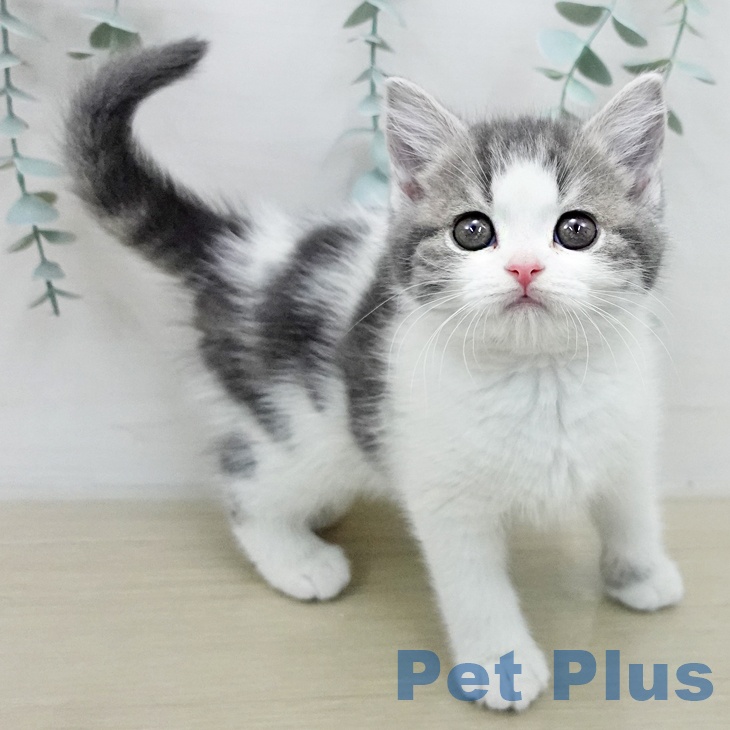 スコティッシュフォールドの写真2