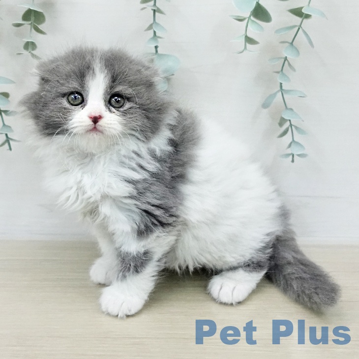 スコティッシュフォールド