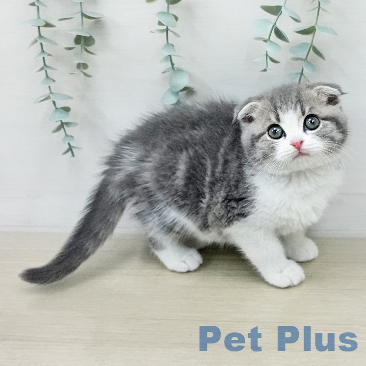 スコティッシュフォールド