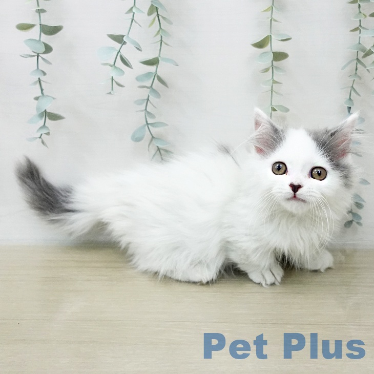 マンチカンの写真2