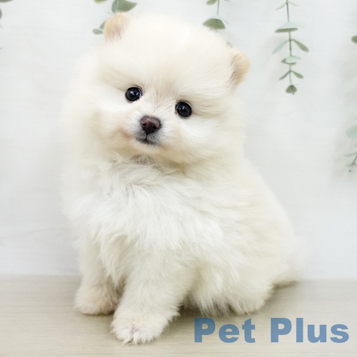ポメラニアンの写真2